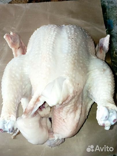 Мясо бройлера