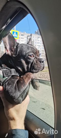 Французский бульдог девочка вязка