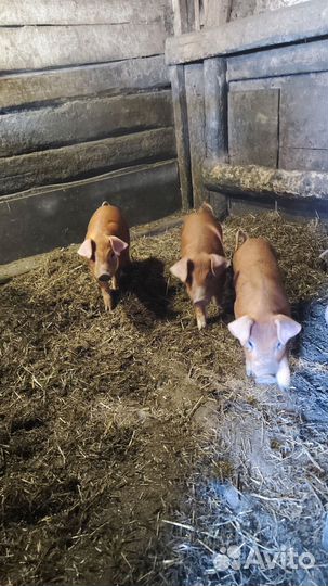 Поросята породы дюрок