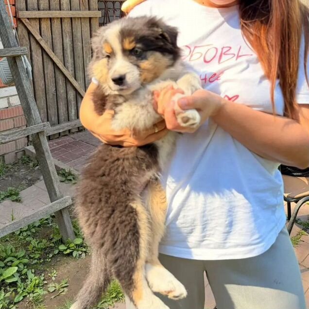 Австралийская овчарка, щенок