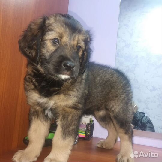 Собака в добрые руки отдам бесплатно
