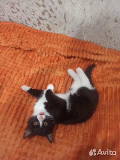 Котёнок 2.5 месяца