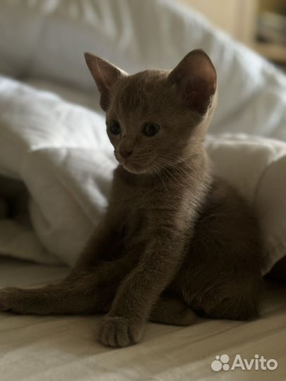 Ориентальный котёнок