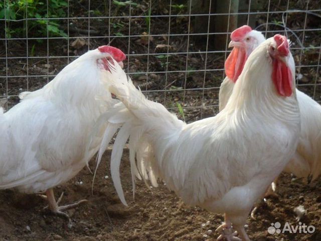 Породы кур с фотографиями и интересным гребешком Куры несушки Кросс Коралл порода купить в Михайловске Животные и зоотовары Авито