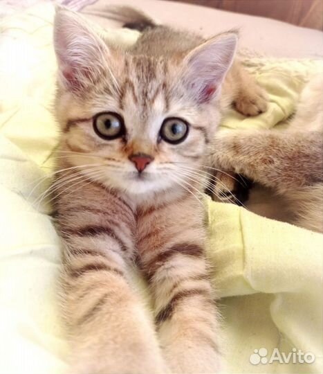 Британский котенок