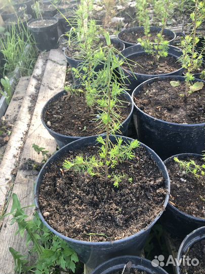 Лиственница Американская