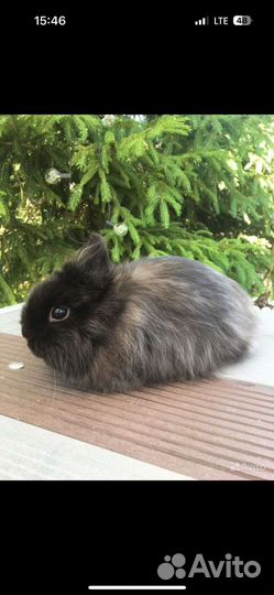 Декоративные кролики в добрые руки