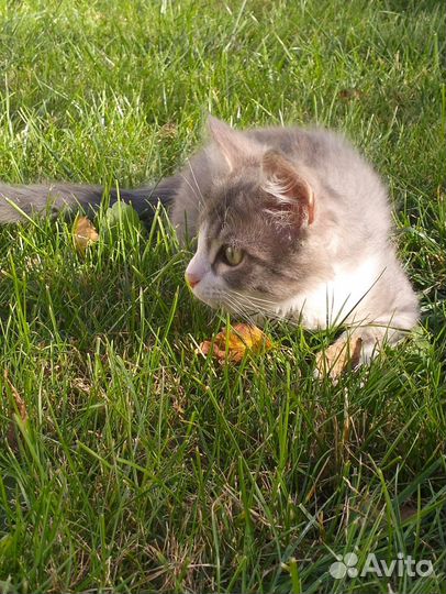 Котенок (мальчик)