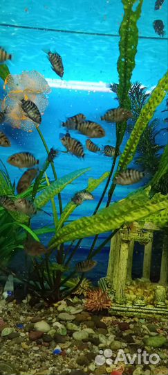 Аквариумные рыбки цихлиды