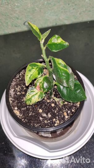 Педилантус Spin Splash