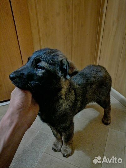 Щенки