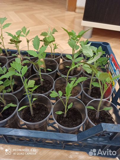 Рассада помидор и баклажан