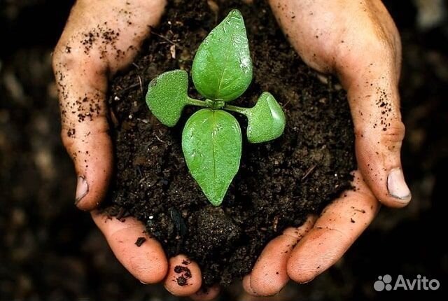 Торф нейтральный / Сочи