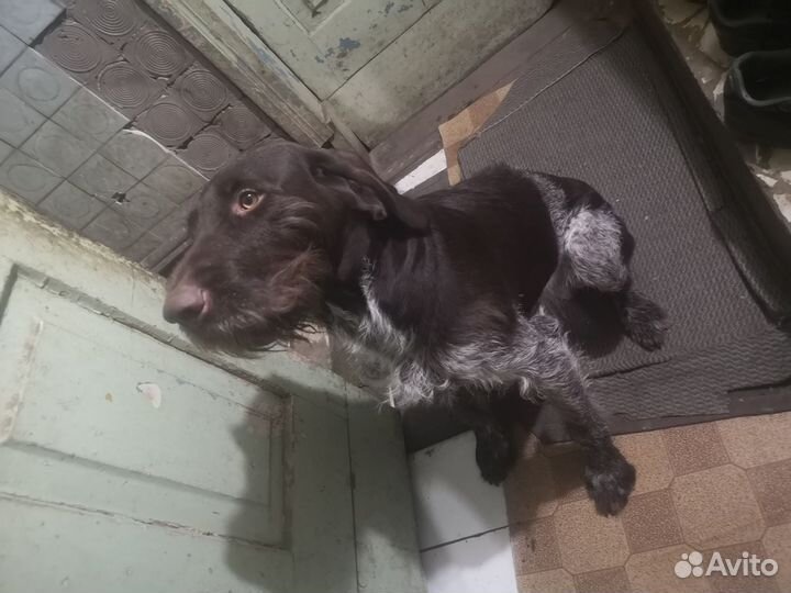 Курцхаар(дратхаар) вязка