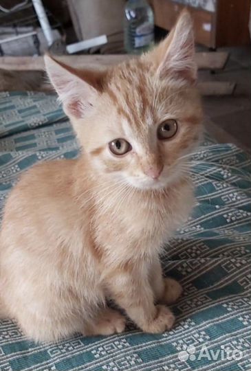 Сибирский котенок