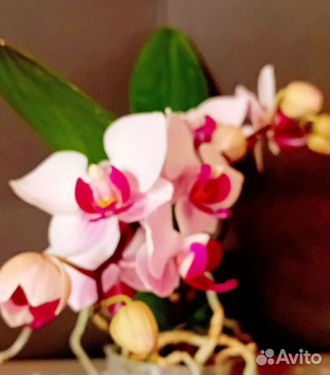 Орхидея фаленопсис Little Gam Stripes