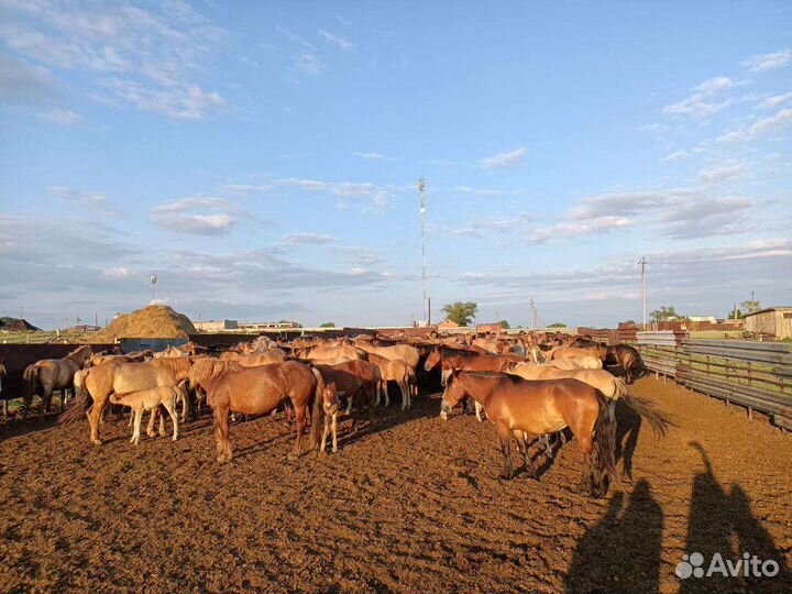 Продажа лошадей