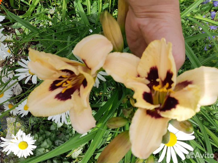 Лилейники сортовые