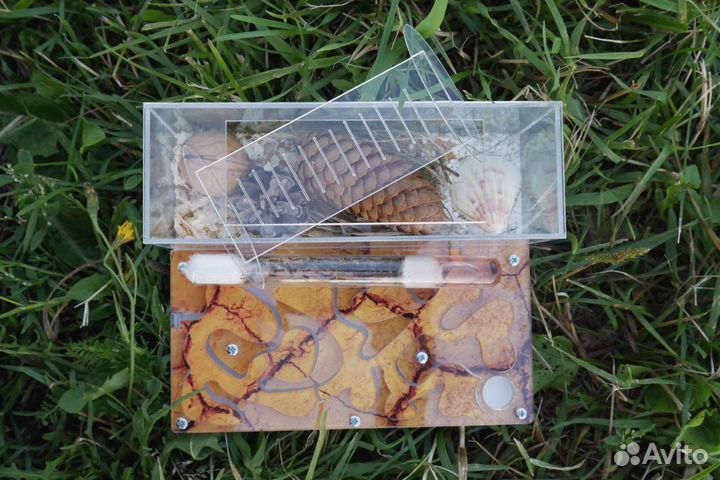 Муравьиная Ферма 