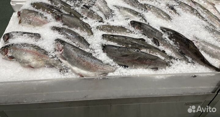 Форель - Карелия опт