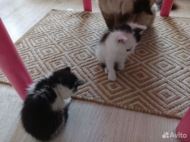 Котята в добрые руки