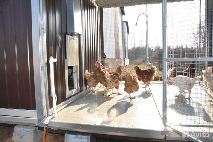 Автоматическая дверца В курятник С фотореле