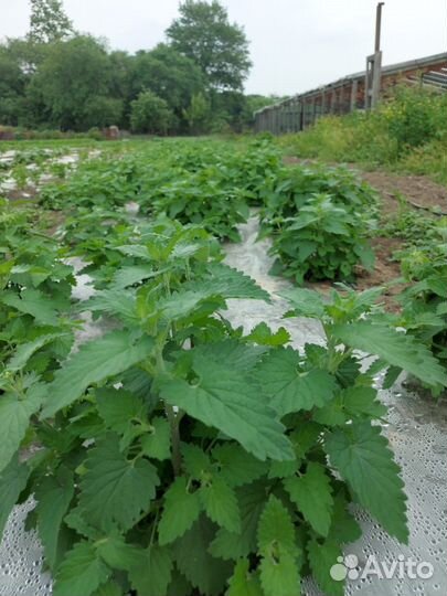 Свежая зелень, Базилик, Мята, Мелисса, Лук зеленый