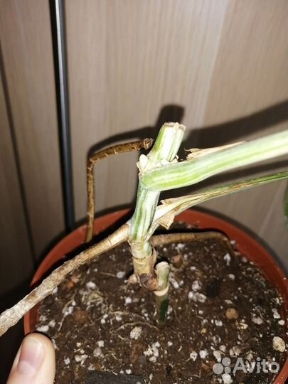 Монстера вариегатная Альба