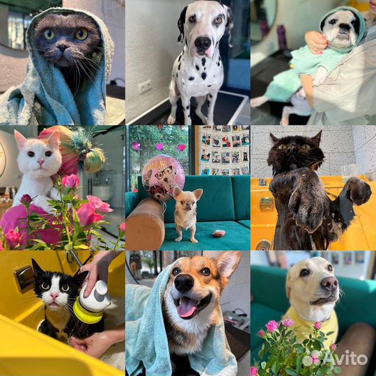 Груминг для собак и кошек