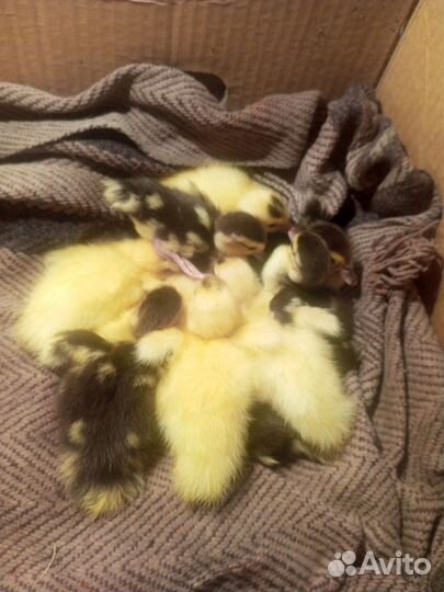 Утки муларды