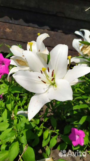 Лилия