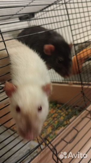 Декоративная крыса дамбо