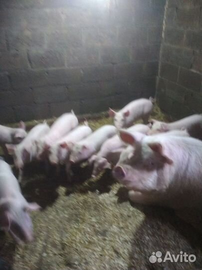 Поросята на откорм