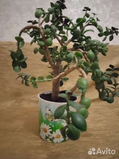 Денежное дерево толстянка