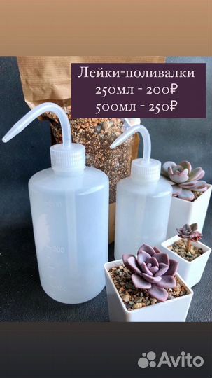 Горшки белые для суккулентов и кактусов