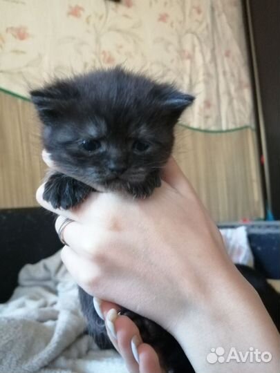 Британские котята