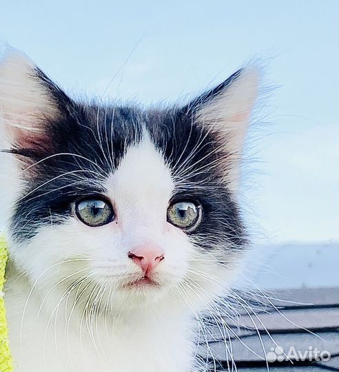 Котенок в добрые руки. Привезем