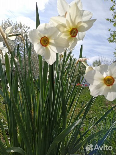 Зелень свежая петрушка, щавель, мята