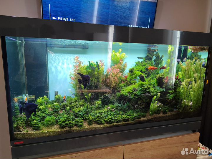 Обслуживание аквариумов. Оформление, перевозка