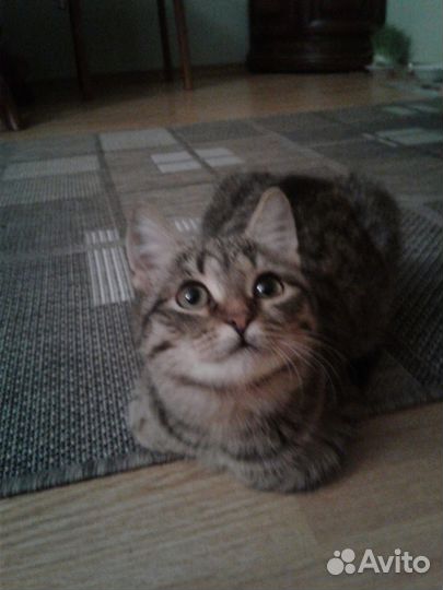 Кошка подросток