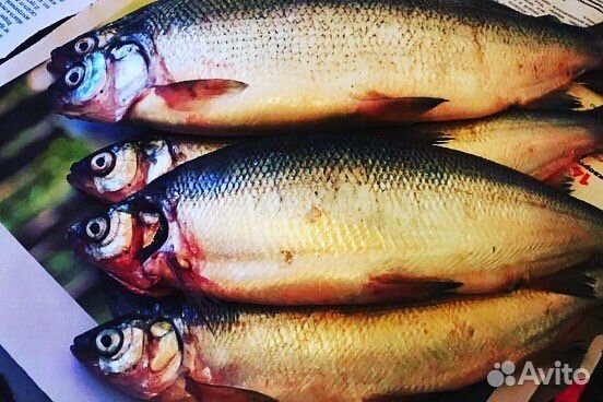 Рыба Пелядь ангарская