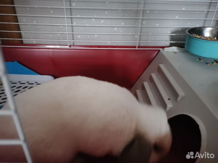 Кролик с клеткой