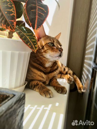 Бенгальский кот