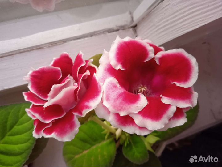 Глоксиния махровая Брокада F1