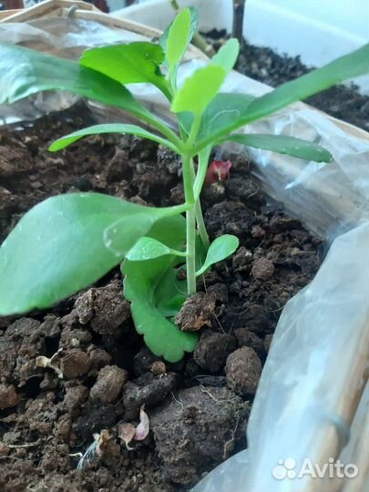 Комнатные цветы