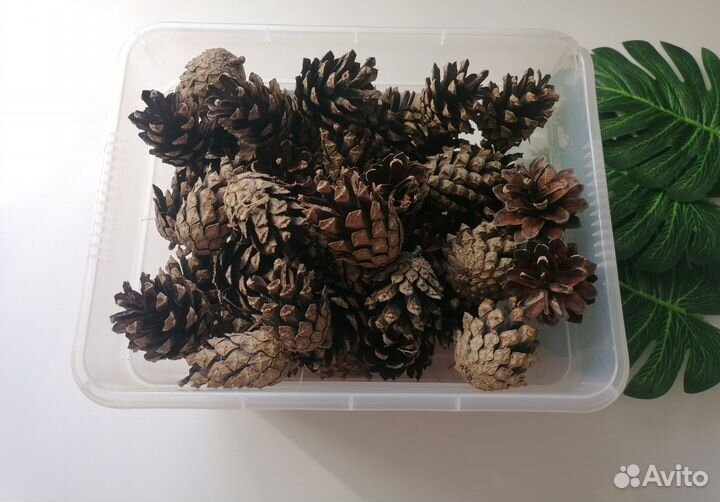 Шишки сосновые для творчества