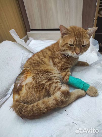 Молодой котик