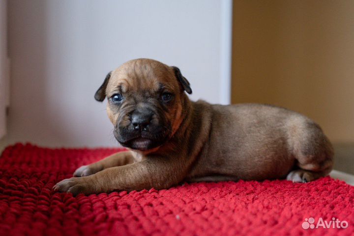 Собака стаффорд щенки