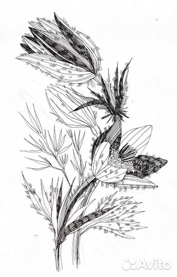 Зарисовки растений