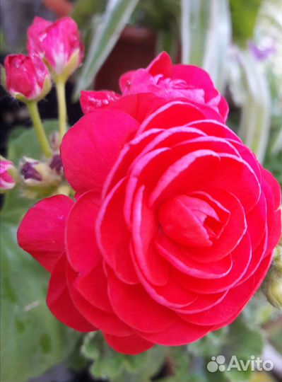 Пеларгонии сортовые